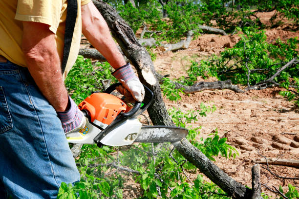 Best Tree Care Services  in Muscoy, CA